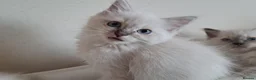 Ragdoll cats for sale: Ragdoll Kittens ready now - Advert 15