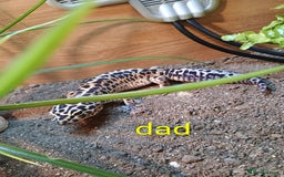 Leopard Gecko reptiles for sale: Baby leopard geckos  - Image 5