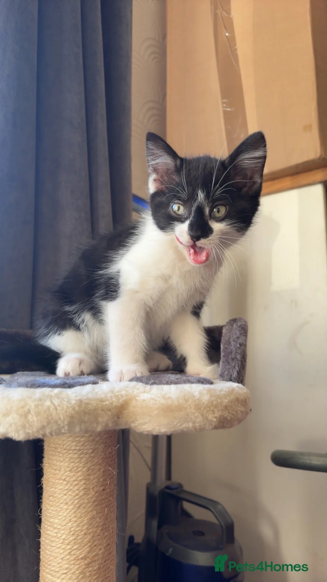 Mixed Breed cats for sale: Gorgeous boy - Advert 2