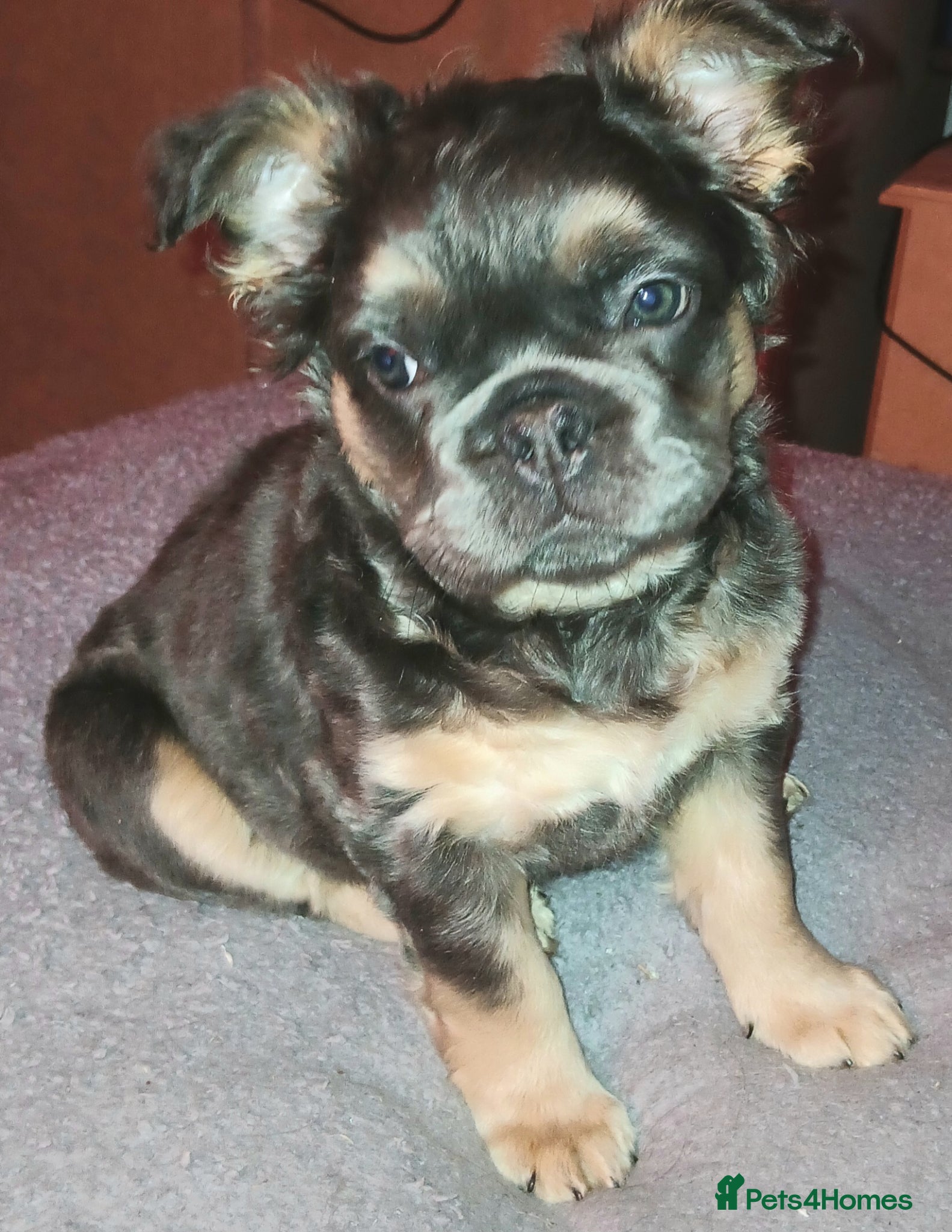 French Bulldog dogs Fluffy French Bulldog  - Advert 1