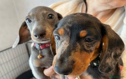 Dachshund dogs for sale: 5 beautiful miniature short haired dachshunds - Image 36