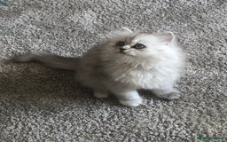Persian cats for sale: One gorgeous, cheeky, loving little boy left  - Image 7