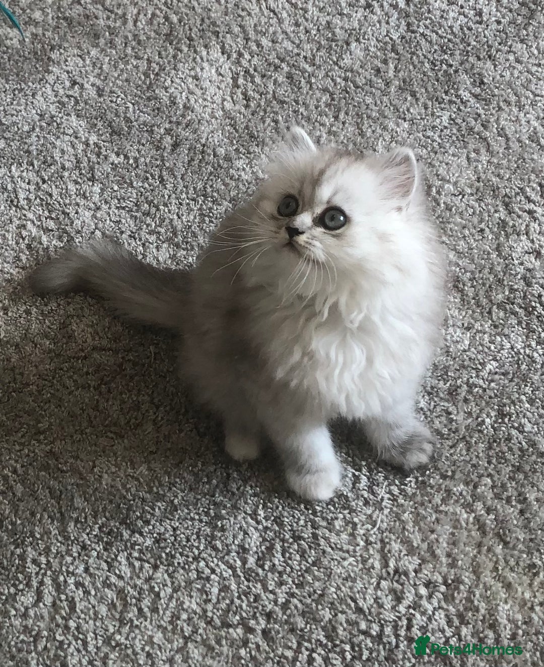 Persian cats for sale: One gorgeous, cheeky, loving little boy left  - Image 7
