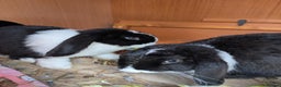 Mini Lop rabbits for sale: Two Friendly Male Mini Lops in Black and White  - Advert 1