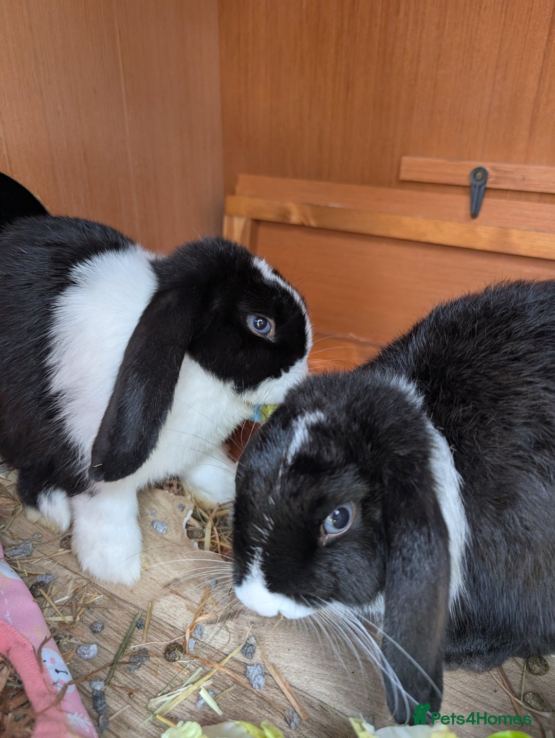 Mini Lop rabbits for sale: Two Friendly Male Mini Lops in Black and White  - Advert 1