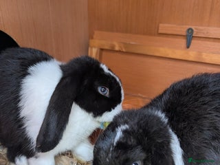 Mini Lop rabbits Two Friendly Male Mini Lops in Black and White - Advert 4