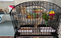 Ringnecks birds for sale: Ringneck parrot plus large cage - Image 4