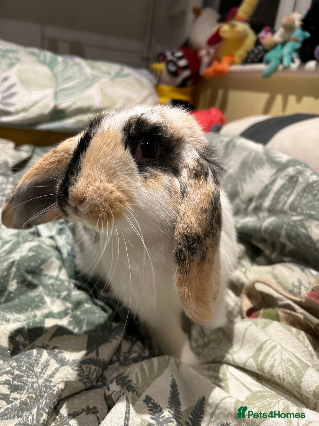 Mixed Breed rabbits for sale: Sweet Rabbit looking for a forever home - Advert 2