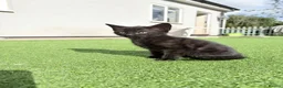 Mixed Breed cats for sale: Beautiful playful kittens  - Advert 6