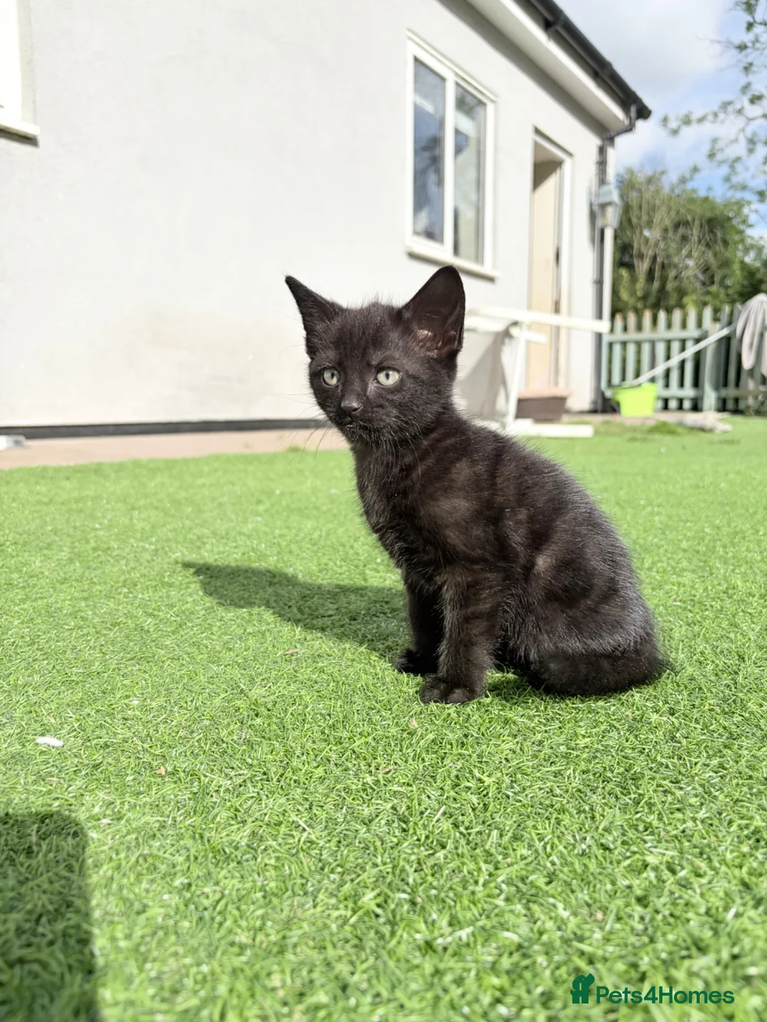 Mixed Breed cats for sale: Beautiful playful kittens  - Advert 6