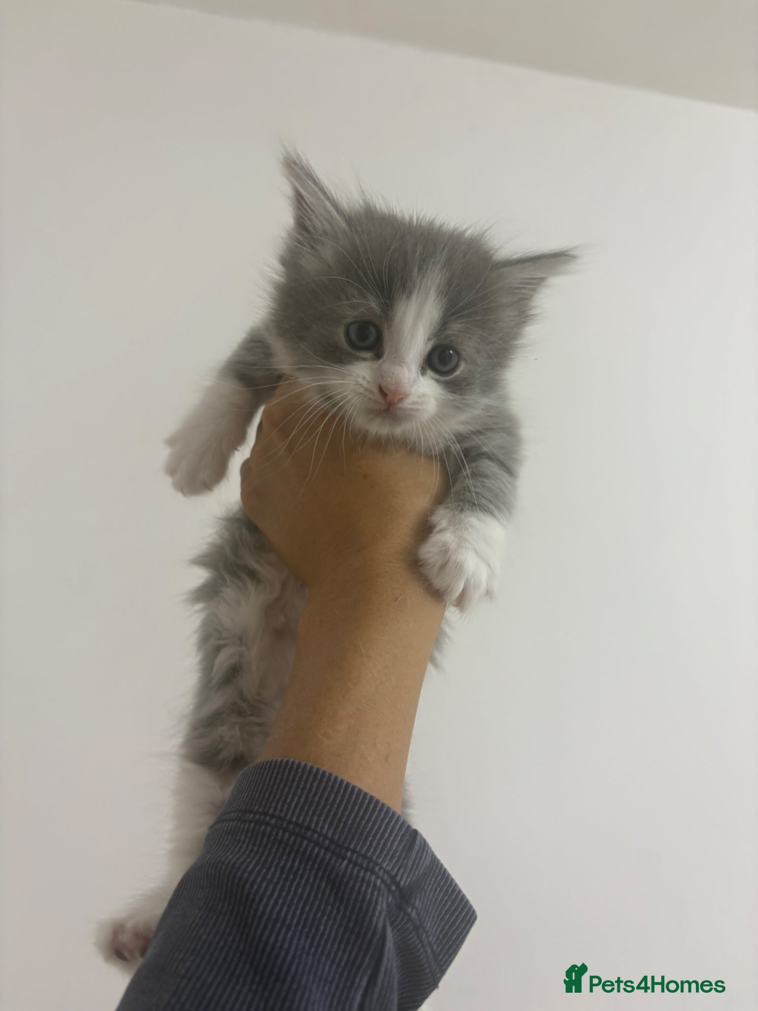 Ragdoll cats for sale: Ragdoll x bengal kittens  - Advert 6
