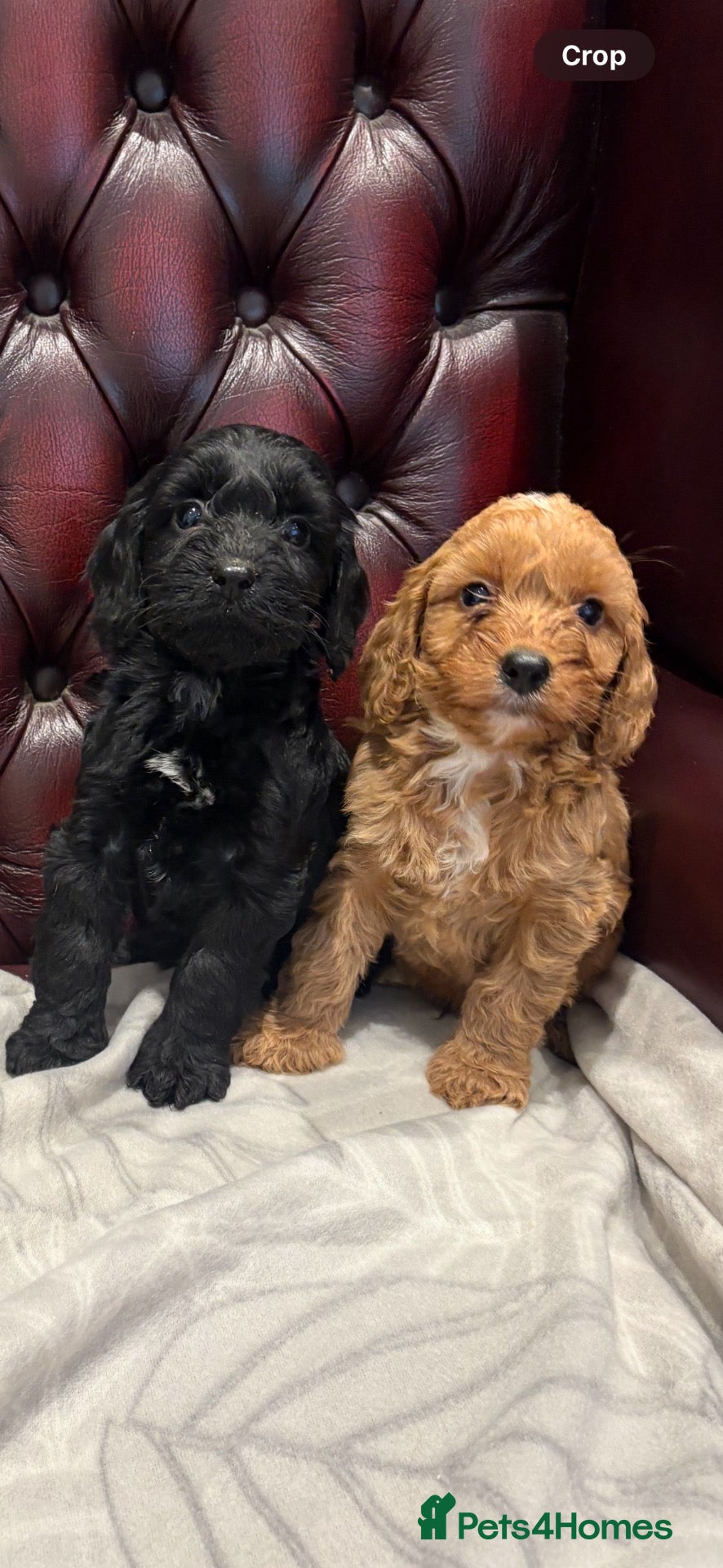 Cockapoo dogs Gorgeous cockapoo puppies - Advert 1