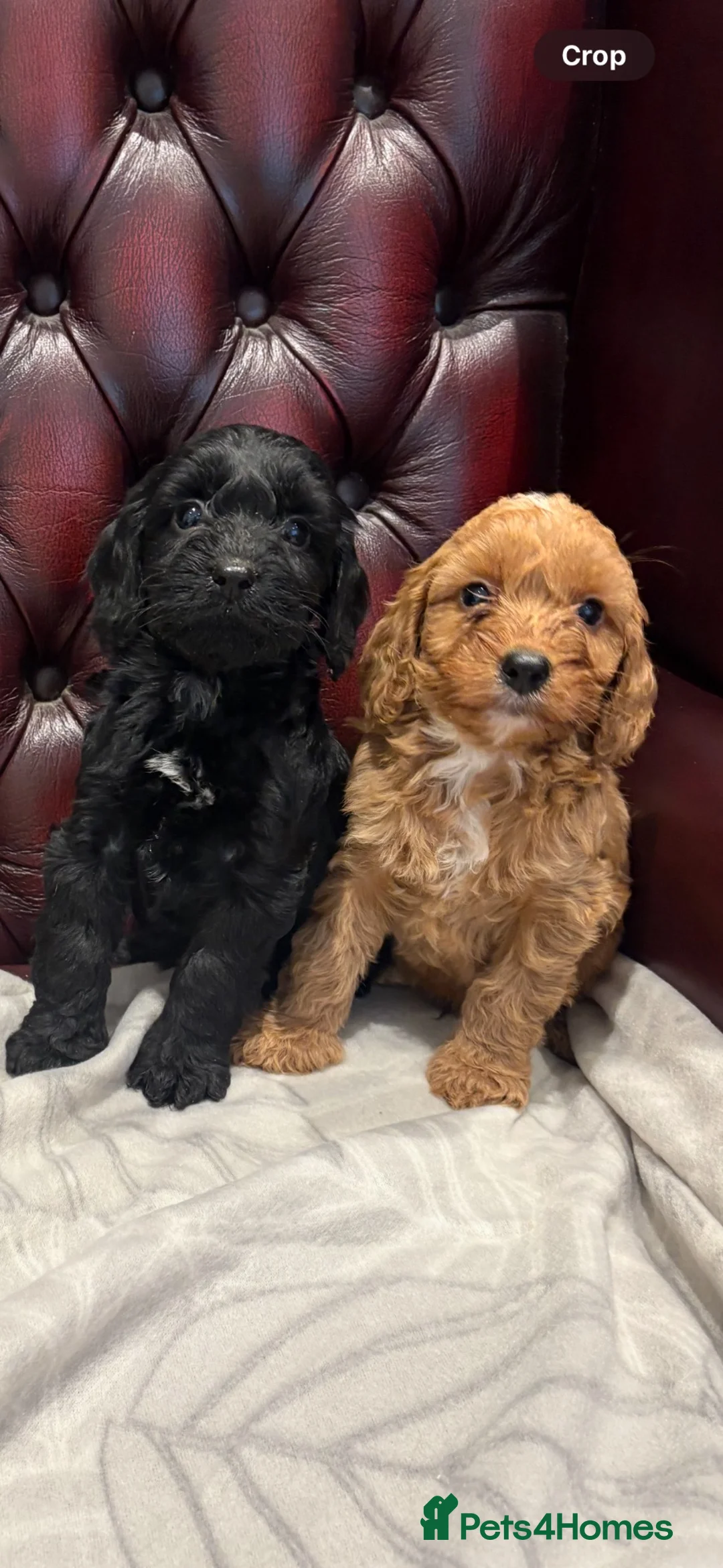 Cockapoo dogs for sale: Gorgeous cockapoo puppies - Advert 1