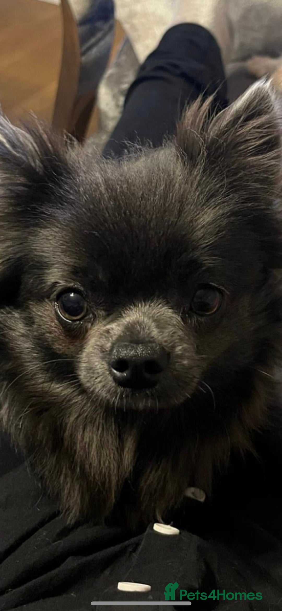 Chihuahua dogs for stud: KC Registered Blue Double KB in Chorley - Image 4