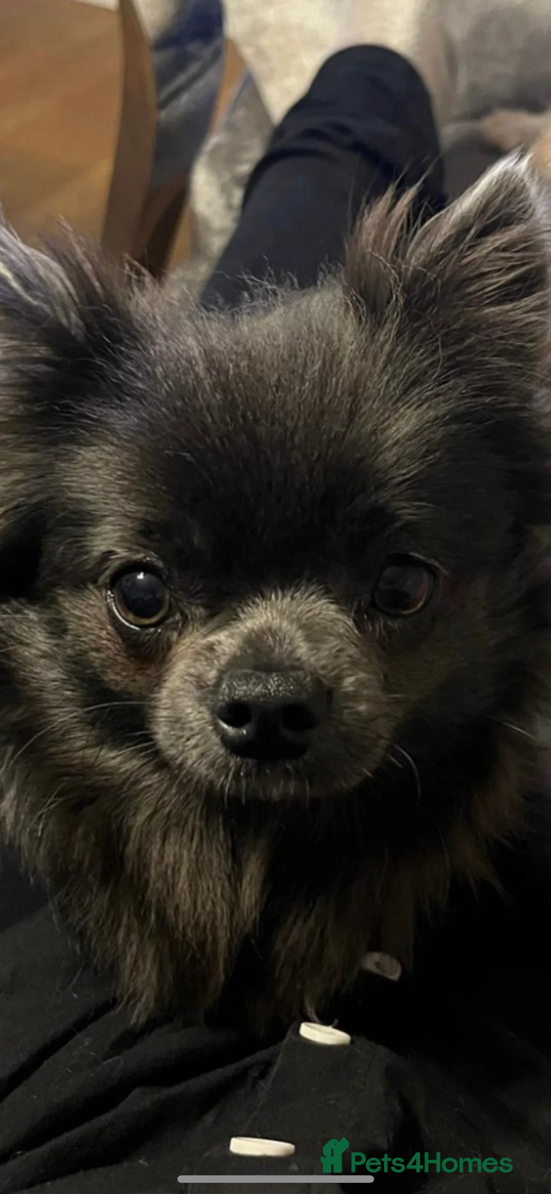 Chihuahua dogs for stud: KC Registered Blue Double KB in Chorley - Advert 4