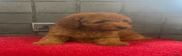Miniature Poodle dogs for sale: Stunning Fox Red Minature Poodle Pups  - Advert 11