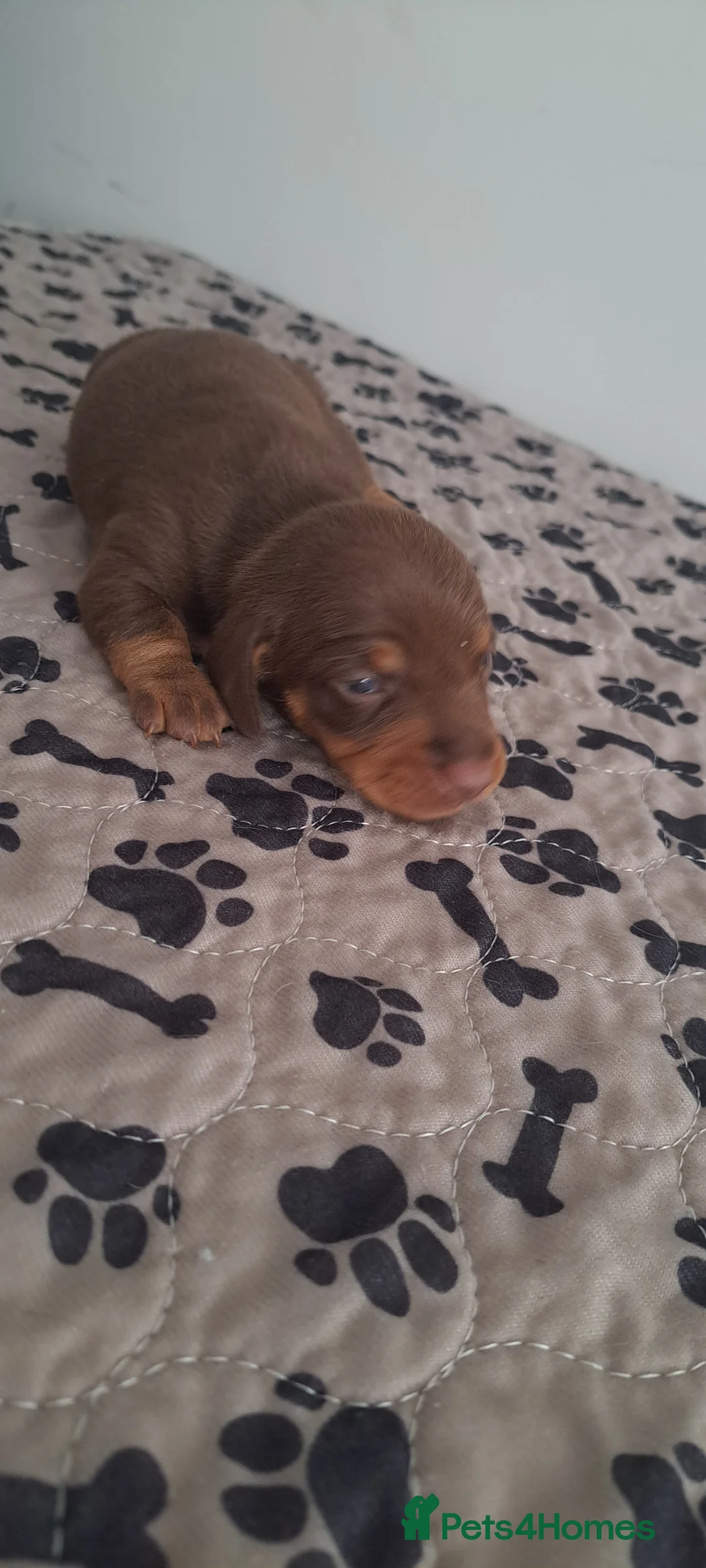Dachshund dogs for sale: Miniature dachshund 1 girl left - Advert 22
