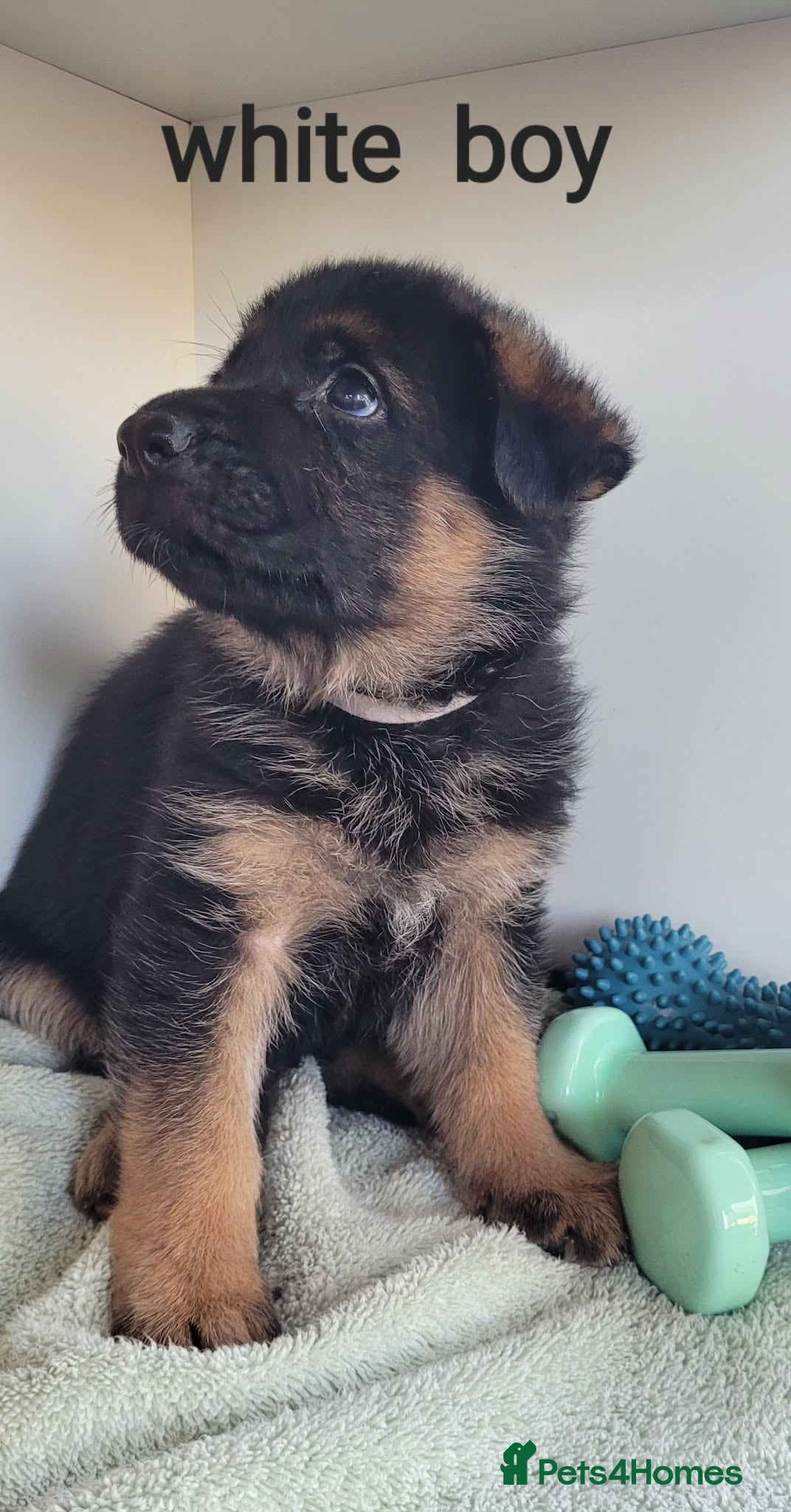 German Shepherd dogs 4 generation German shepard (shorthair) - Advert 3