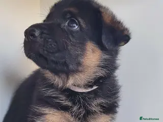 German Shepherd dogs 4 generation German shepard (shorthair) - Advert 3