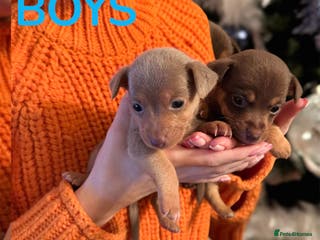 Jack Russell dogs Stunning miniature jack Russell puppies - Advert 9