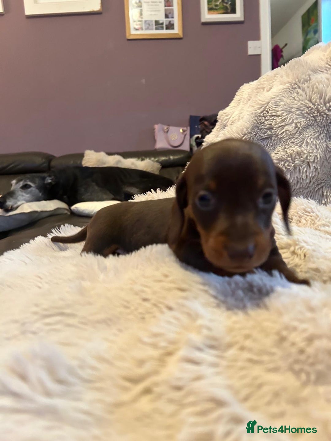 Miniature Dachshund dogs for sale: KC Miniature Dachshund Puppies  - Advert 7