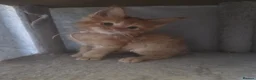 Maine Coon cats for sale: Maine Coon Red Tabby Gingers - Advert 3