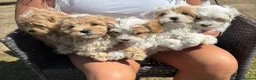 Maltipoo dogs for sale: Maltipoo puppies  - Advert 18
