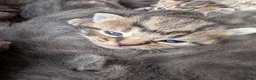 Mixed Breed cats for sale: 7x mixed breed kittens for sale - Advert 9