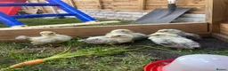 Chickens poultry for sale: 5 silked serama chicks  in Birmingham - Advert 1
