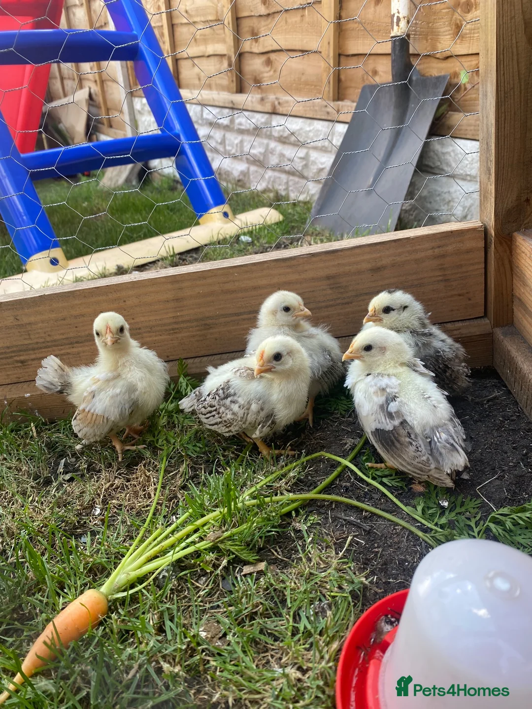 Chickens poultry for sale: 5 silked serama chicks  in Birmingham - Advert 1