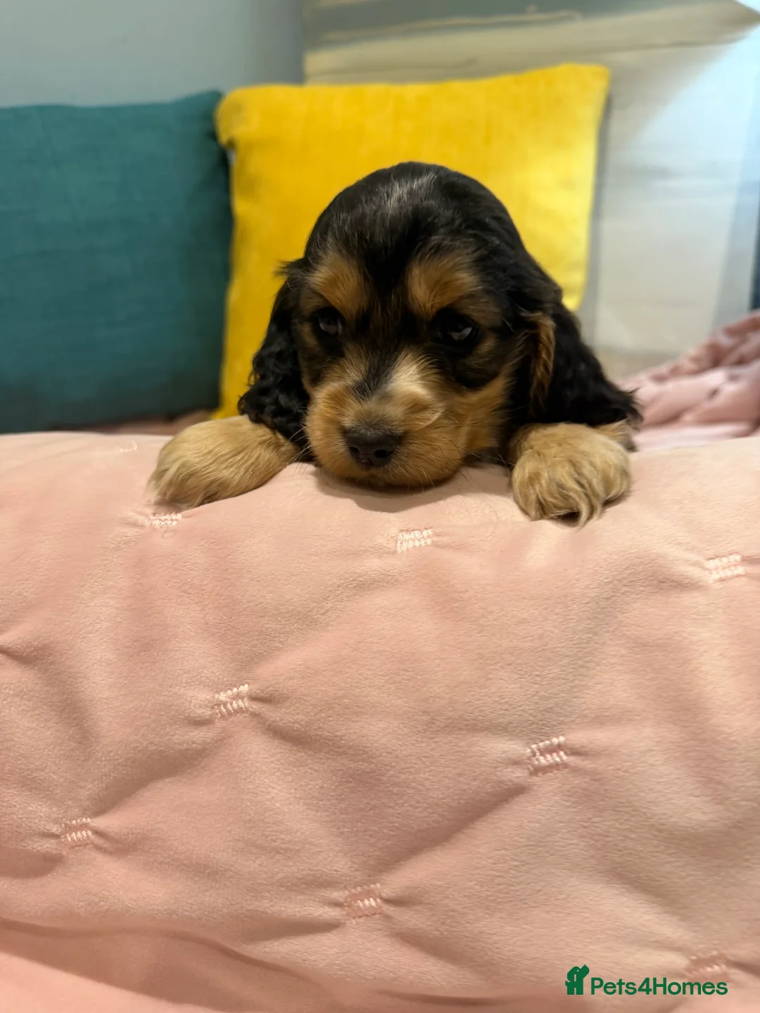 Cockapoo dogs for sale: Cockapoos  - Advert 8