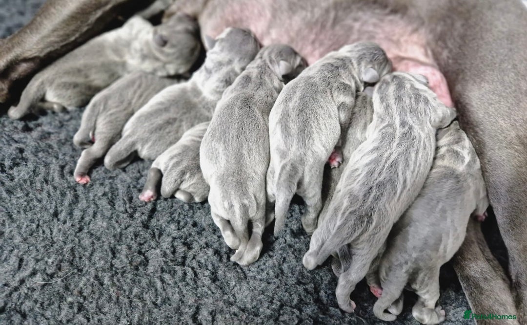 Staffordshire Bull Terrier dogs for sale: Blue StaffordshireBull Terrier Champion Pup - Image 17