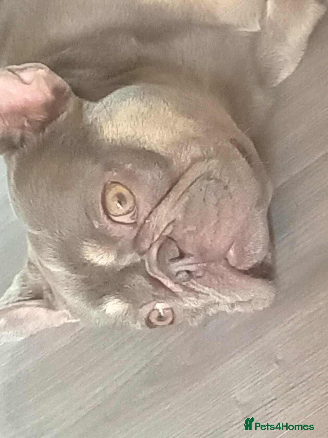 French Bulldog dogs for sale: Female french bulldog  - Image 2