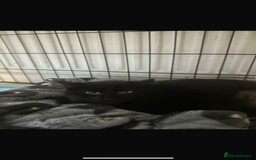 Bombay cats for sale: Black beauties🧡 - Image 4