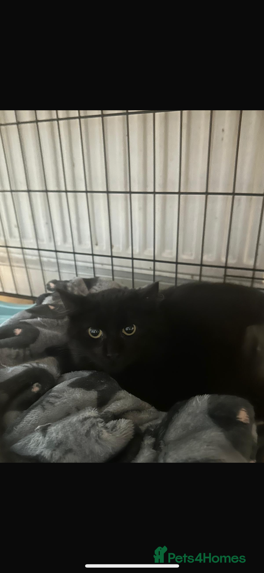 Bombay cats for sale: Black beauties🧡 - Image 4