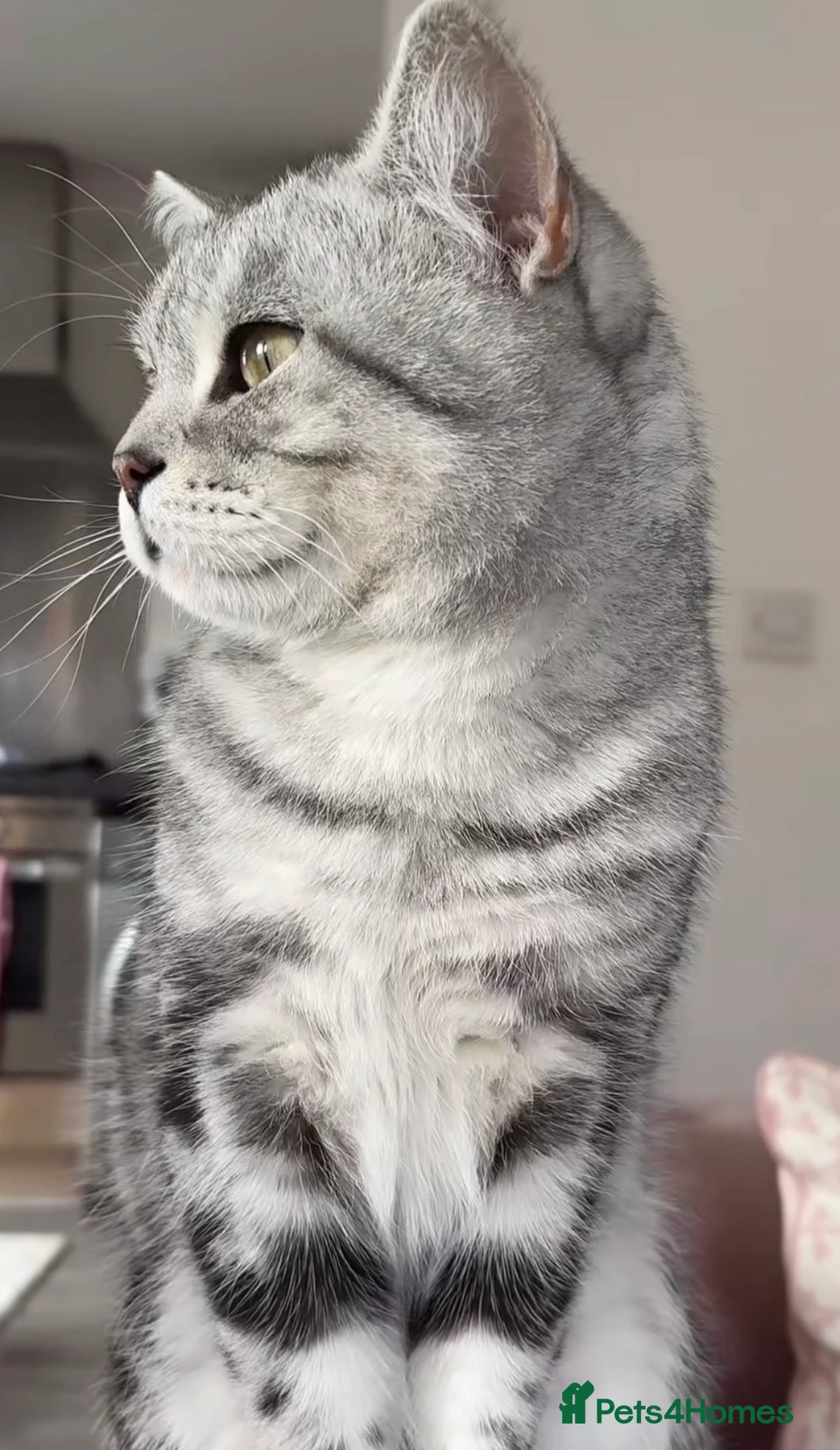 British Shorthair cats for stud: British Shorthair  in Chelmsford - Advert 8