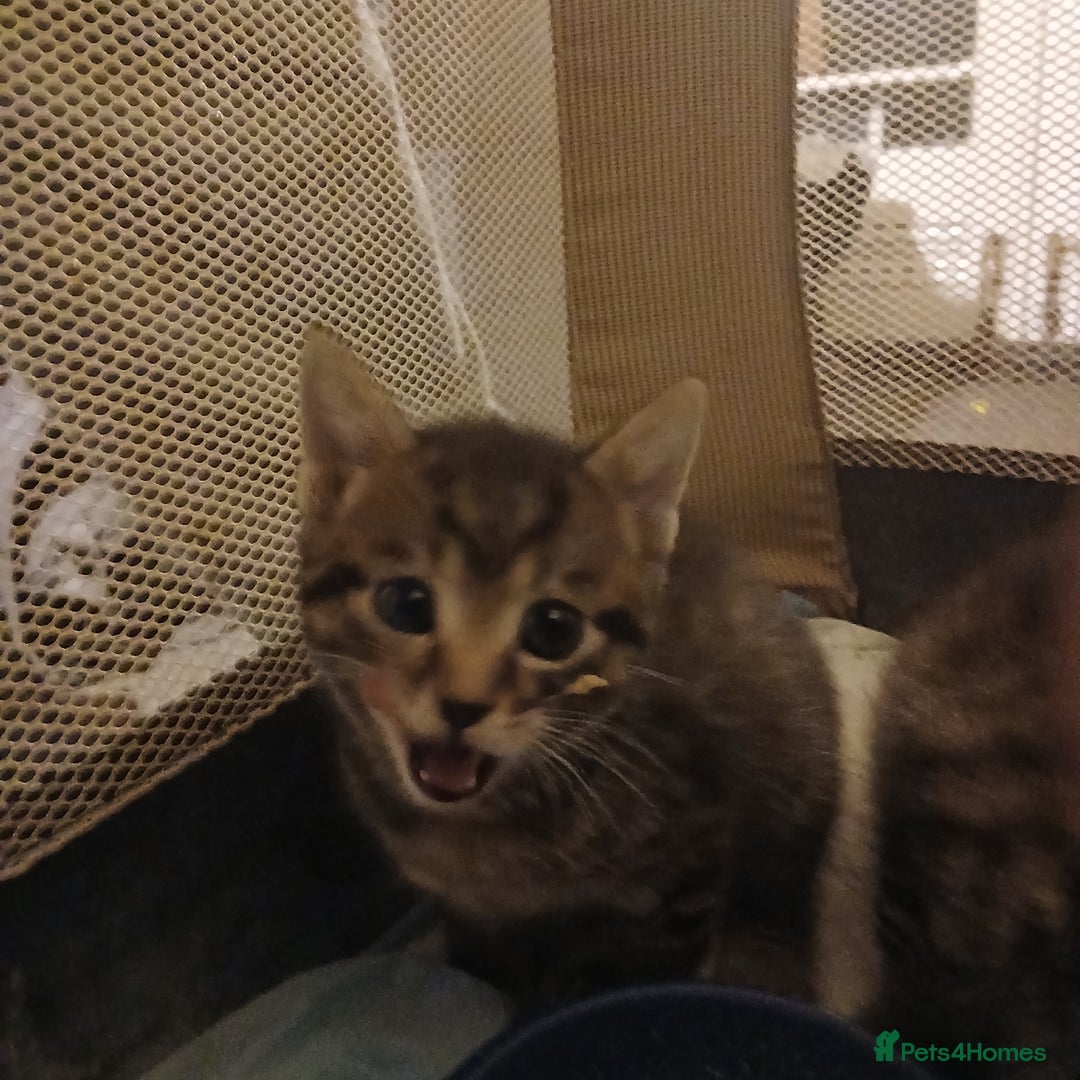 Bengal cats for sale: 2 boy and 2 girls  - Image 26