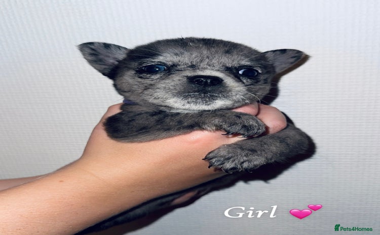 Mixed Breed dogs - Advert 4