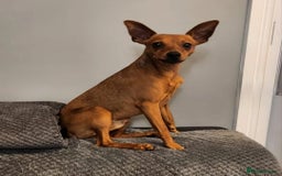 Miniature Pinscher dogs for sale: Miniature Pinscher puppies! - Image 11