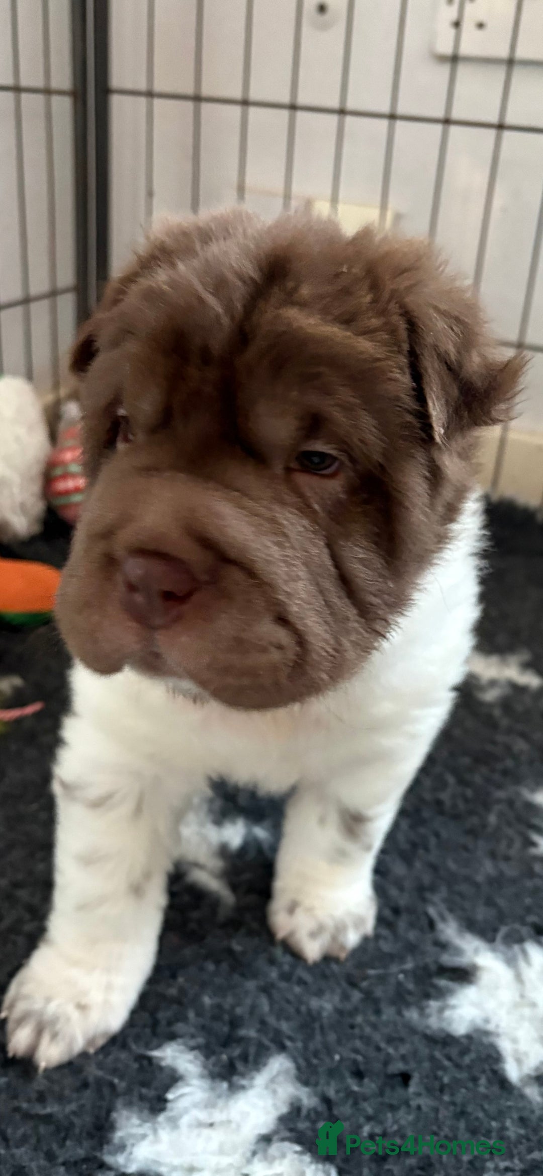 Shar Pei dogs for sale: Ready now amazing bear coat !!!!  - Advert 4