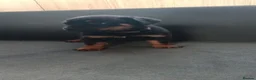 Rottweiler dogs for sale: Pure breed rottweiler puppies not KC reg - Advert 2