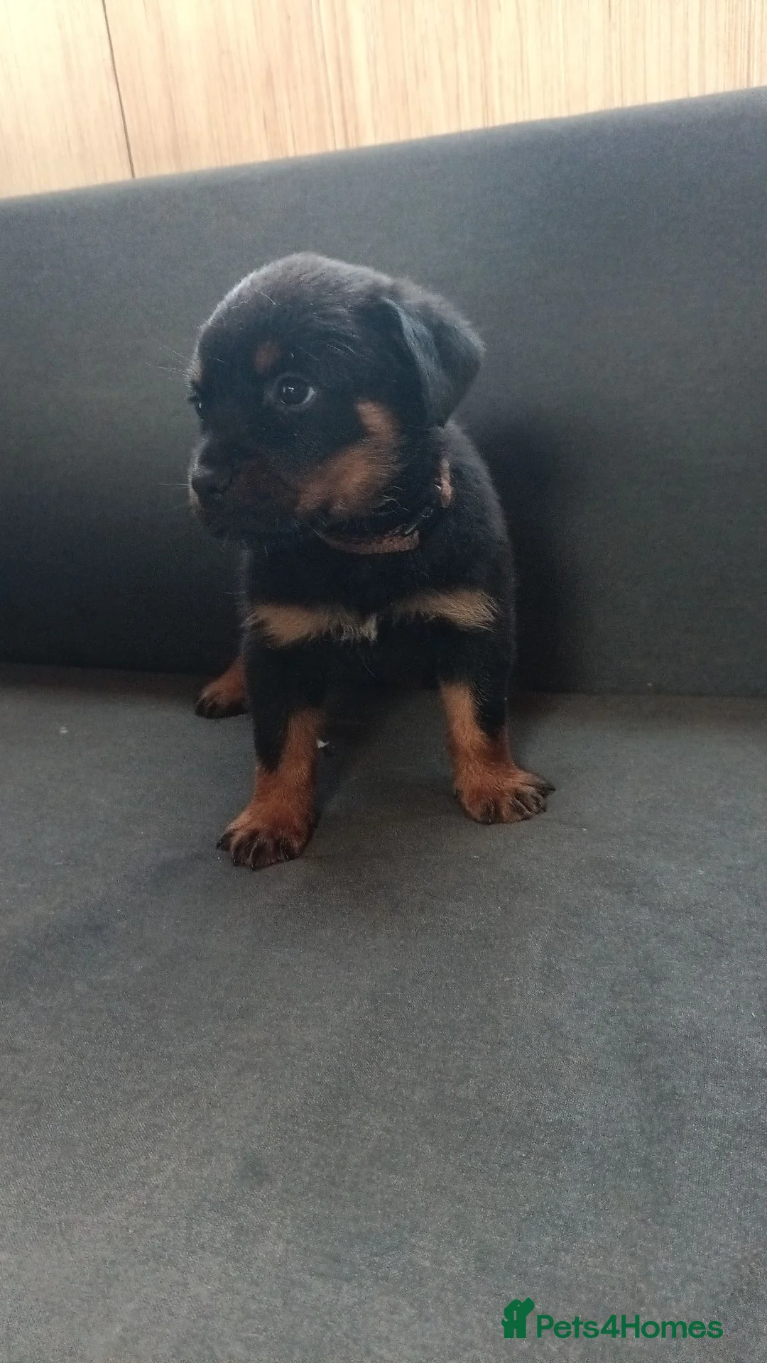 Rottweiler dogs for sale: Pure breed rottweiler puppies not KC reg - Advert 2