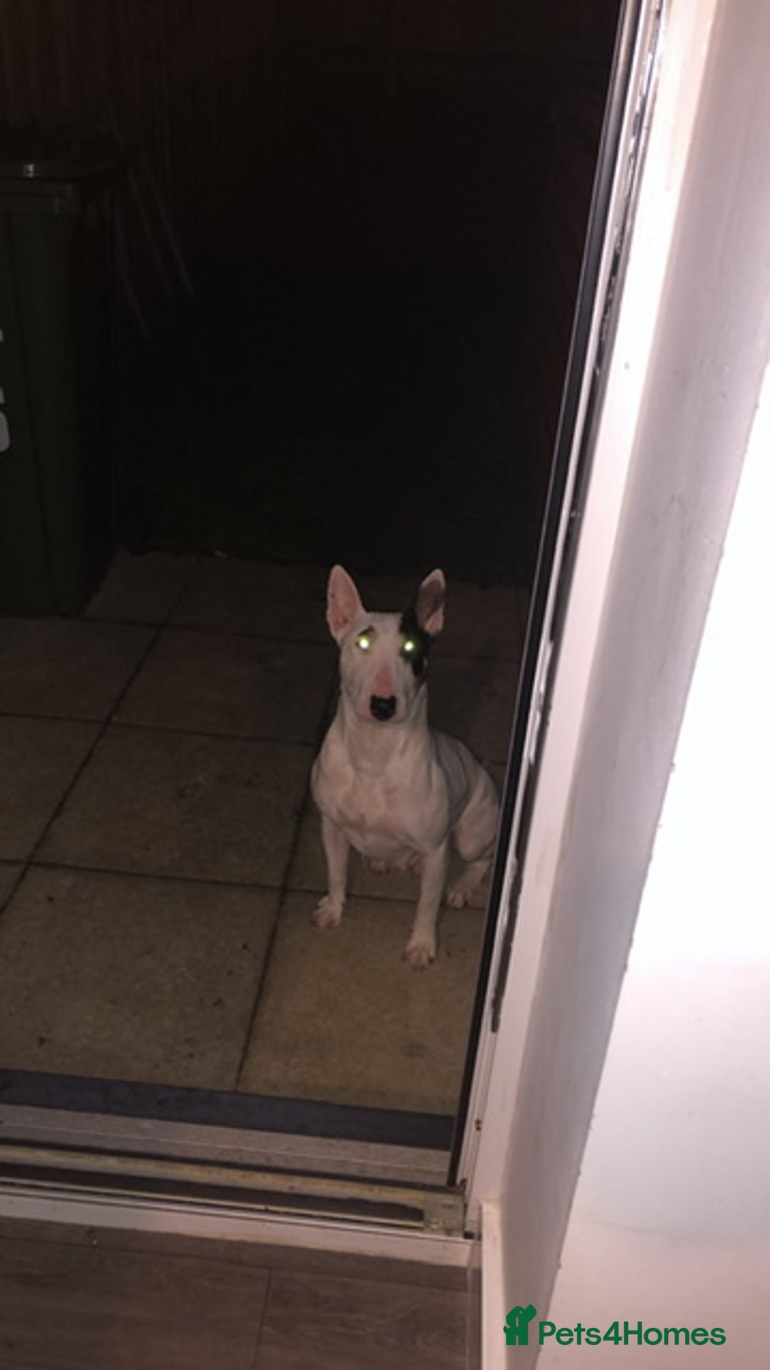 Mixed Breed dogs for sale: English bullterrier cross - Advert 1