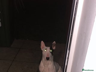 Mixed Breed dogs English bullterrier cross - Advert 1