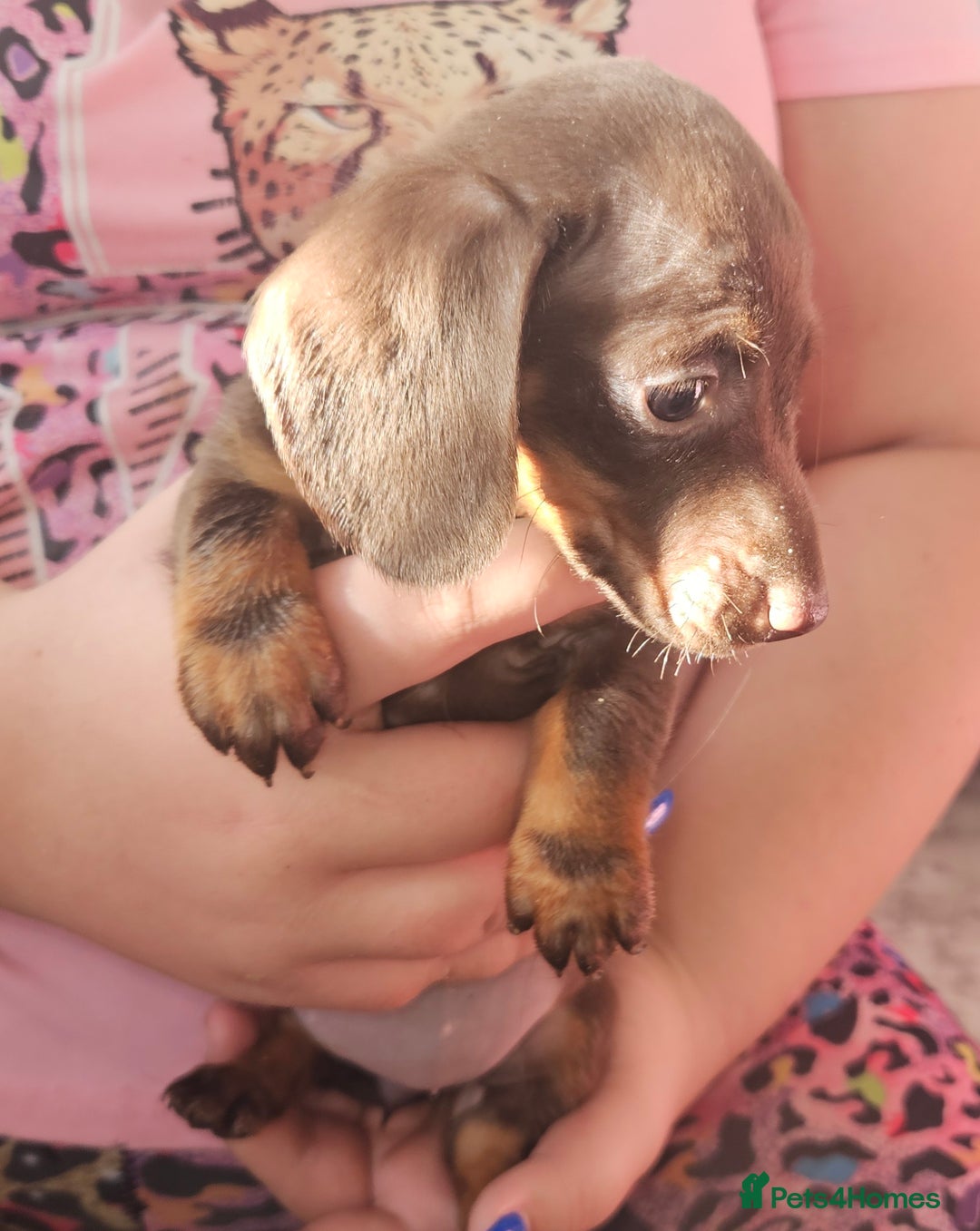 Miniature Dachshund dogs for sale: Miniature dachshund puppies  - Image 3