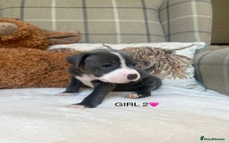 Staffordshire Bull Terrier dogs for sale: STAFFORDSHIRE BULL TERRIERS💚 - Image 6