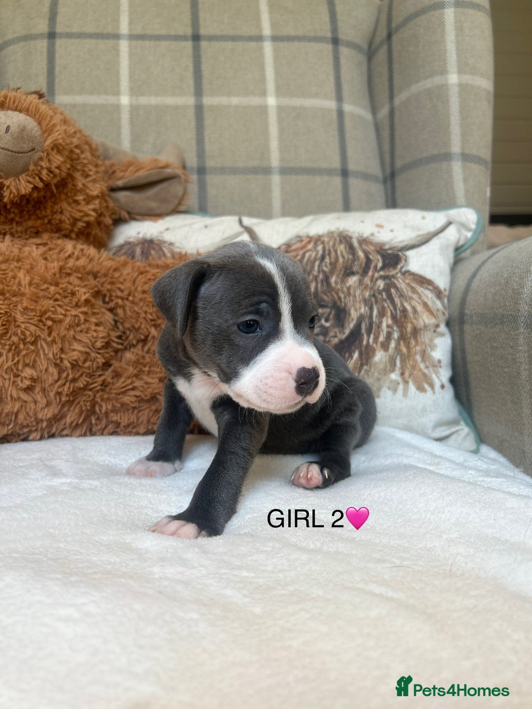 Staffordshire Bull Terrier dogs for sale: STAFFORDSHIRE BULL TERRIERS💚 - Image 6