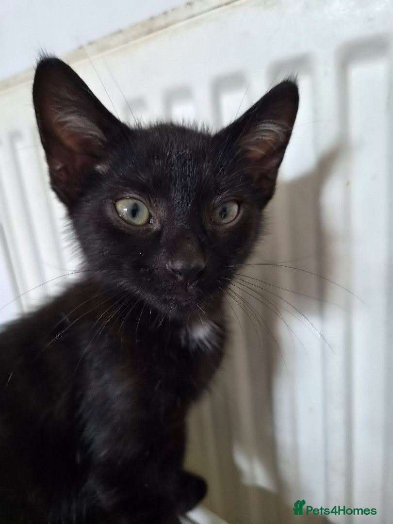 Mixed Breed cats Black and white mixed male cat  - Advert 1