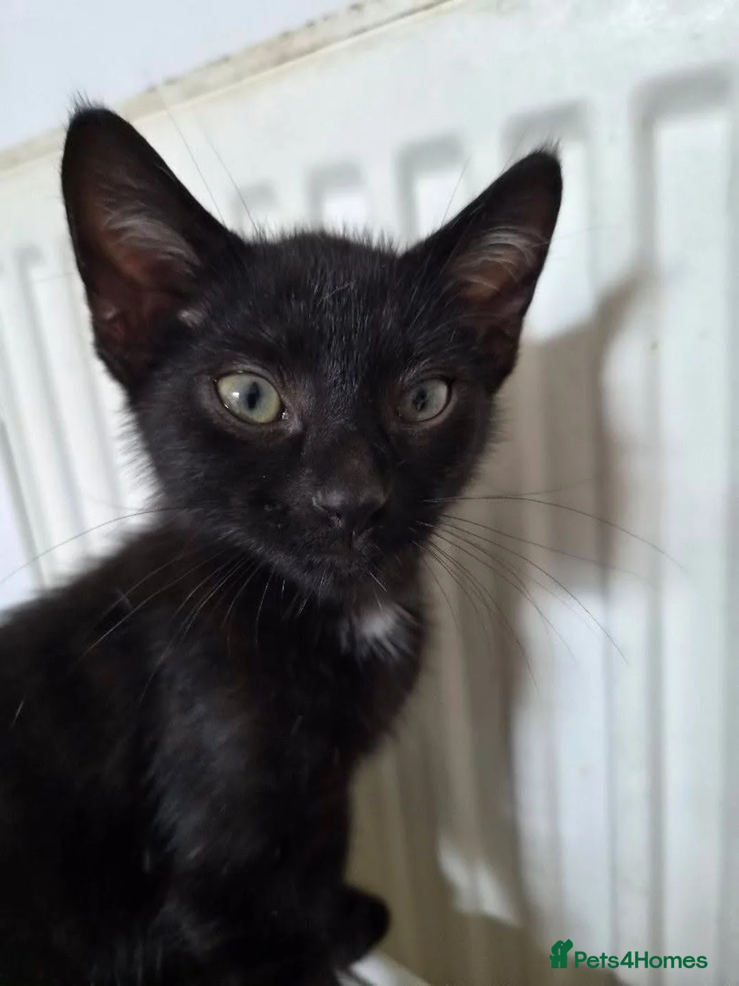 Mixed Breed cats for sale: Black and white mixed male cat  in Plymouth - Advert 1