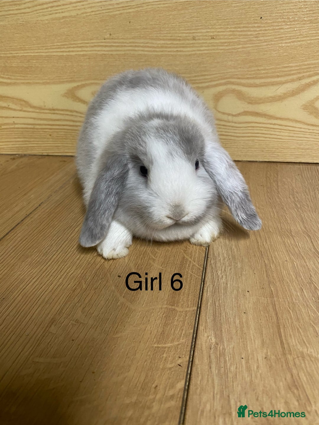Mini Lop rabbits for sale: Beautiful litter lop bunnies  - Advert 7